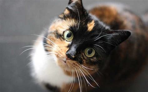 El Misterio De Los Gatos Tricolor Siempre Son Hembras Mascota Y Salud