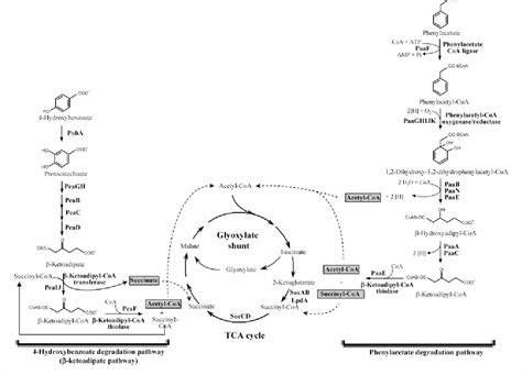 Figure From Characterization Of The Last Step Of The Aerobic