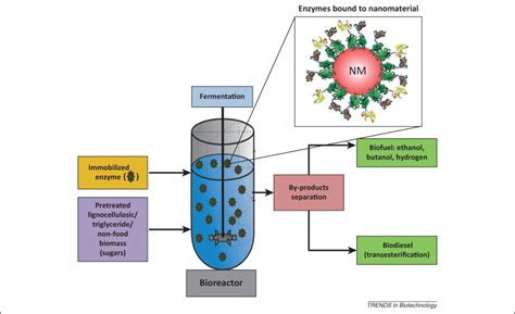 Enzyme Immobilization On Nanomaterials For Biofuel Production Trends