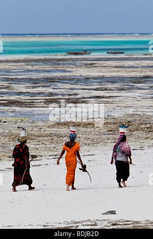 Women Carry Their Caught Fish In Buckets On Their Heads Zanzibar