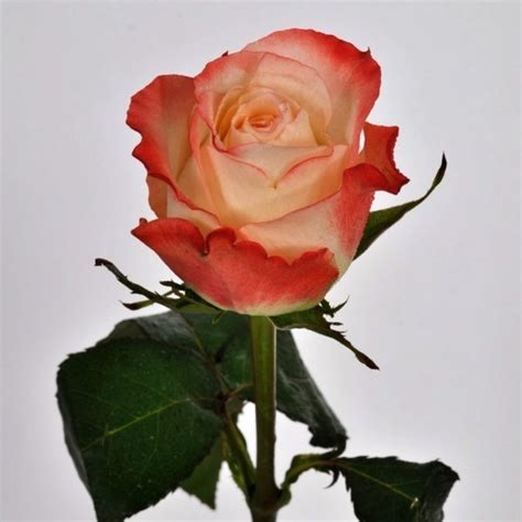 Роза пъстра шарена - на гол корен