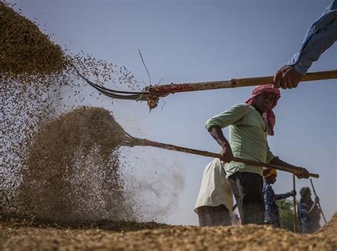 Agriculture Exports Likely To Reach 53 Bn In FY24 Commerce Ministry