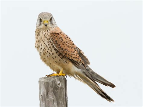 Kestrel Bird Facts (Falco tinnunculus) | Bird Fact