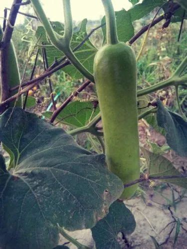 A Grade Green Bottle Gourd Pesticide Free For Raw Products