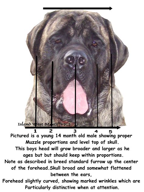 Mastiff breed standard