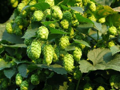 Beer Hops Plant Seeds For Sale Here Online Australia 4 Sunblest Products