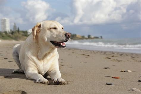 Labrador Retriever Todo lo que has de Saber y Características Razas