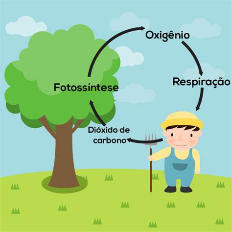 Ciclo Do Carbono O Que é Etapas Resumo Biologia Net