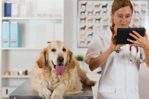 Cuántos años se estudia para Veterinaria Euroinnova