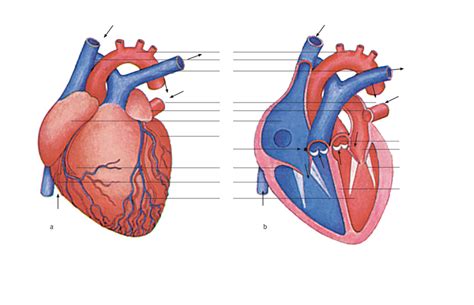 Diagram Afbeeldingen Hart Anatomie Quizlet