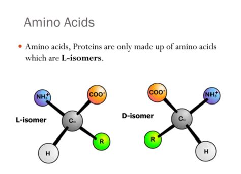 Animal Science Quiz 3 Proteins And Amino Acids Flashcards Quizlet