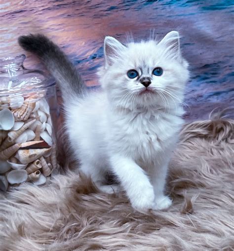 Ragdoll Kittens for Sale