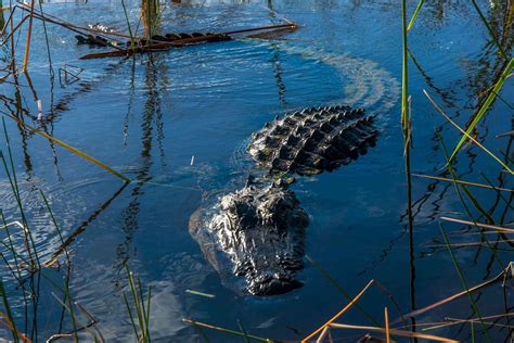 15 Amazing Facts About Alligators