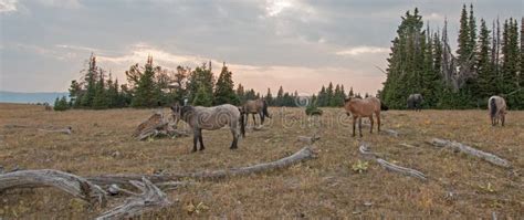 Rebanho Pequeno Dos Cavalos Selvagens Que Pastam Ao Lado Dos Logs Da