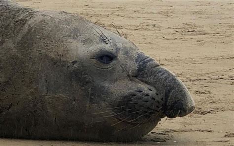 VÍDEO Entenda o que significa a presença de elefante marinho em praia