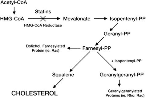 Cholesterol Metabolism Statin Blocks The Action Of The Hmg Coa Enzyme