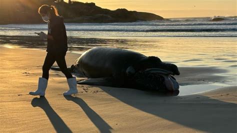 Filhote de baleia franca é encontrado morto em praia de Florianópolis