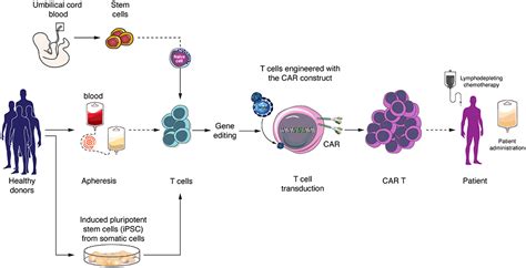 Frontiers Allogeneic Car T Cells An Alternative To Overcome Challenges Of Car T Cell Therapy