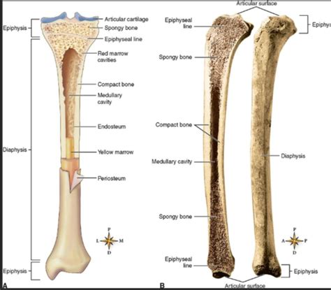 S S Musculoskeletal Intro To Msk Path Flashcards Quizlet