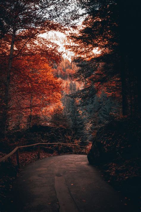 Fall Aesthetic iPhone Wallpapers - Wallpaper Cave