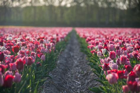 Gorgeous Day Trips From Amsterdam Huffpost Life