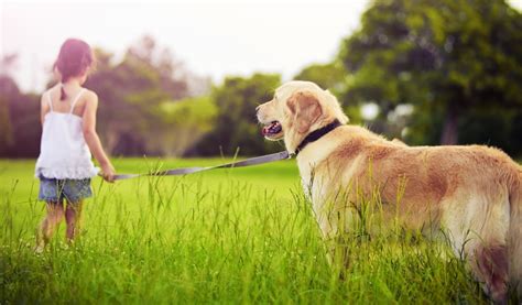 How Long Should I Walk My Dog Or Puppy For And How Far