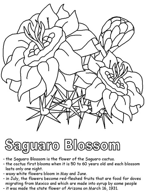 Saguaro Cactus Blossom Coloring Page Colouringpages | Porn Sex Picture