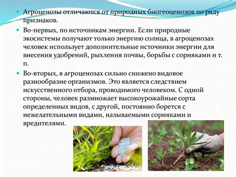 Искусственны экосистемы - презентация онлайн