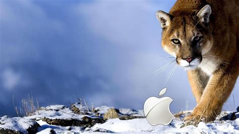 Apple Wallpapers Hd P Wallpaper Cave