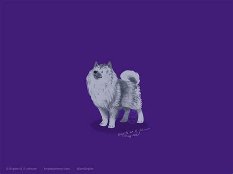 Keeshond By Birgitte M R Johnsen On Dribbble