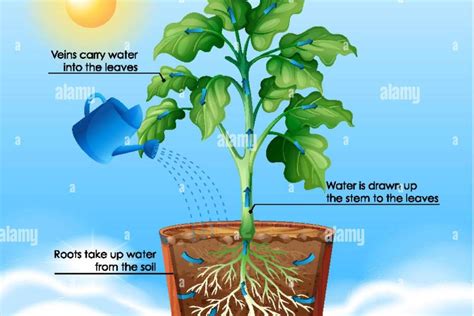 Transpiration in plants | Centre for Elites