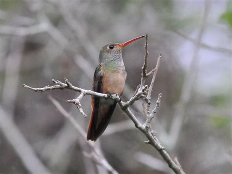 The Online Zoo - Buff-bellied Hummingbird