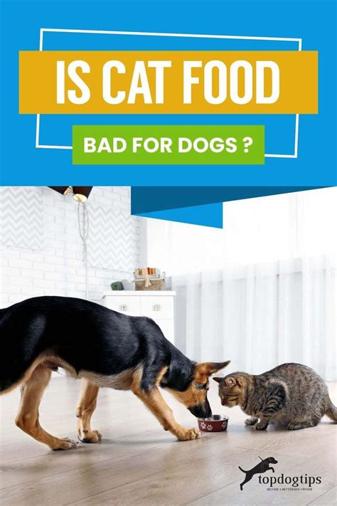 Is Cat Food Bad For Dogs What You Should Know Foods Bad For Dogs