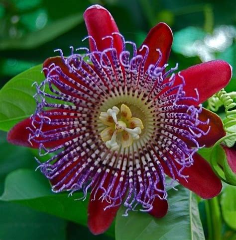 Home And Garden 10 Bright Pink Passion Flower Seeds Passiflora Tropical