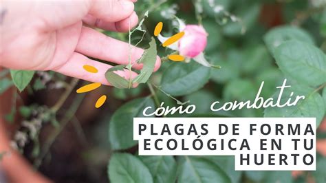 Como combatir plagas de forma ecológica en el huerto YouTube