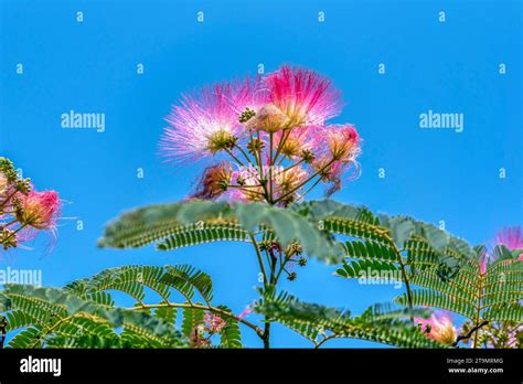 pink fluffy flowers   persian silk tree albizia julibrissin