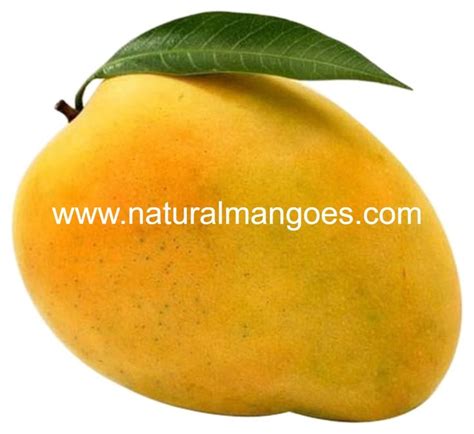 Delicious Banganapalli Mangoes Order Now