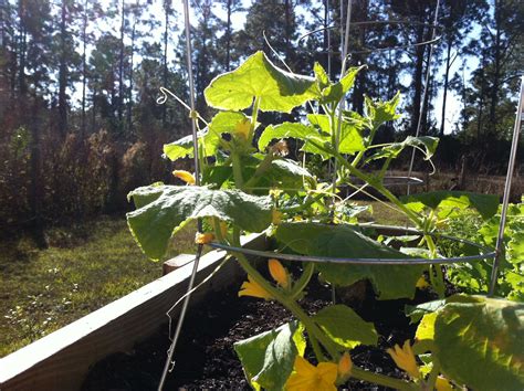 Save Space In A Small Garden And Grow Cucumbers On Tomato Cages