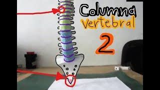 Maqueta Columna Vertebral 2 Spinal Column 2 Doovi