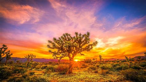 Exploring Joshua Tree The Ultimate Guide To Adventure And Serenity In