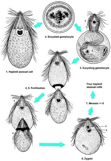 Microorganisms Free Full Text What Kills The Hindgut Flagellates Of Lower Termites During