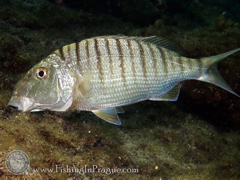 Рыбы Эгейского Моря Фото — Фото