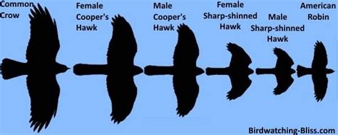 Image result for cooper's hawk in flight | Sharp shinned hawk, Cooper's ...