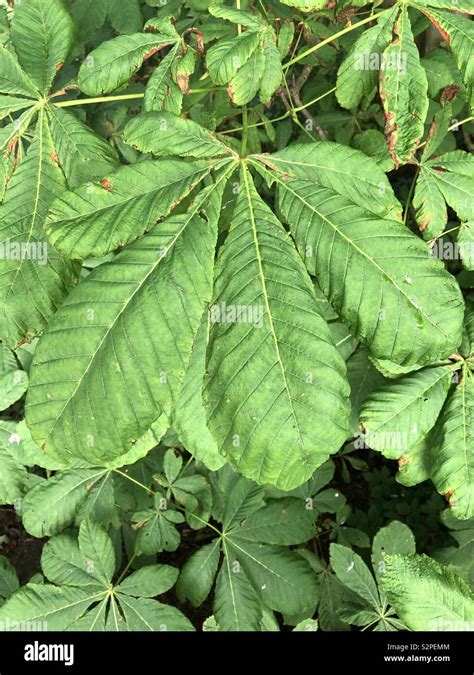 Horse Chestnut Leaf Stock Photo - Alamy