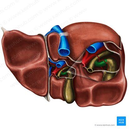 Cystic duct: Anatomy and function | Kenhub