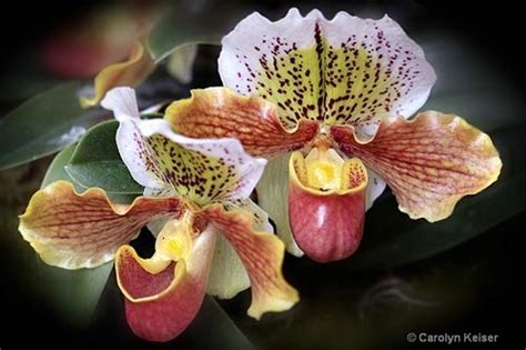 Image detail for -Rainforest Orchids | Tropical Rainforest Plants ...