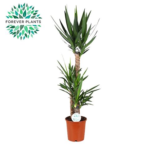 Vazoninis Augalas Juka Ø24 125 135 Cm Lot Yucca Ermitazaslt