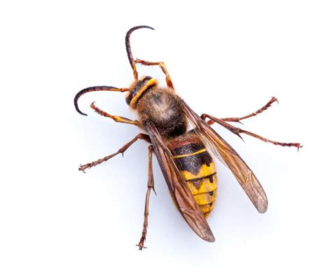 Wasp And Hornet Removal Mortimer Common Pest Control Berkshire