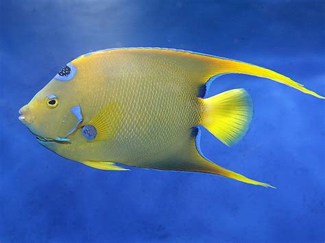 Queen Angelfish Adult Taxonomy Kingdom Animalia Phylum Flickr