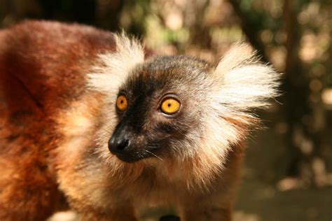 Eulemur macaco (Black Lemur) - Citizendium